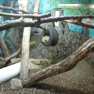 Two-toed Sloth - Children's Zoo