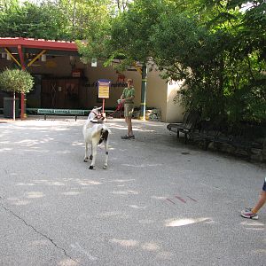 Keeper With Goat - Children's Zoo