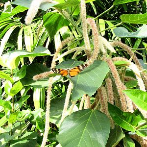 Butterfly Exhibit