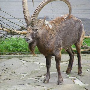 Siberian ibex