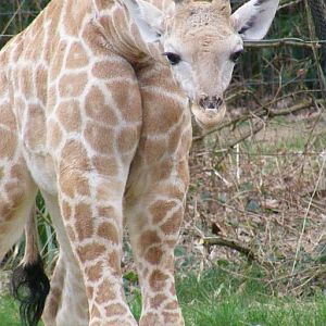 Angola giraffe