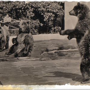 European brown bears