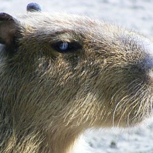 Capybara
