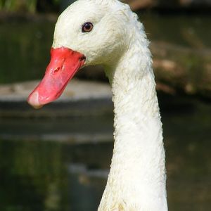 Coscoroba swan
