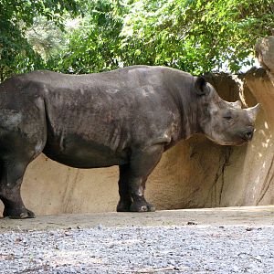 Black Rhinoceros