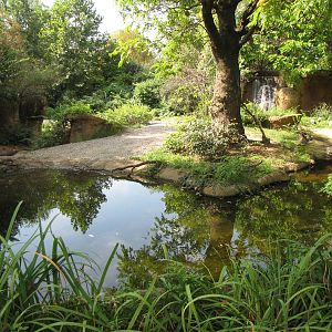 Black Rhinoceros Habitat