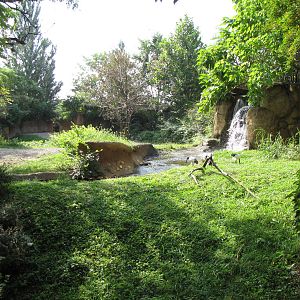 Sacred Ibis/ Black Rhinoceros