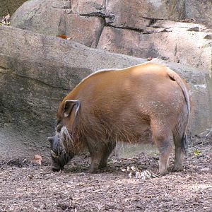 Red River Hog