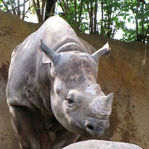 Black Rhinoceros