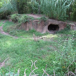 Spotted Hyena Habitat - Rivers Edge