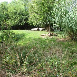 African Cheetah Habitat - Rivers Edge
