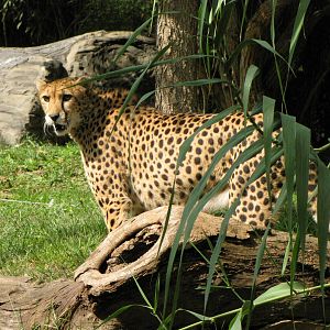 African Cheetah