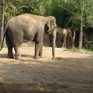 Asian Elephant Habitat - Rivers Edge
