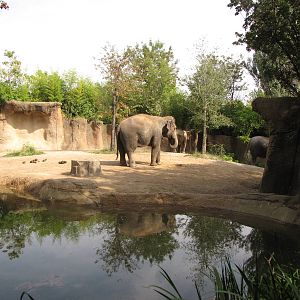 Asian Elephant Habitat - Rivers Edge