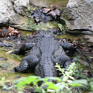 Chinese Alligator