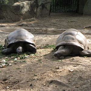 Aldabra Tortoises