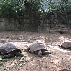 Aldabra Tortoises