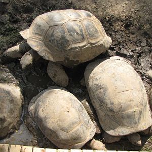 Aldabra Tortoises