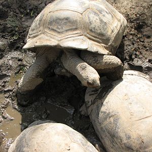 Aldabra Tortoises