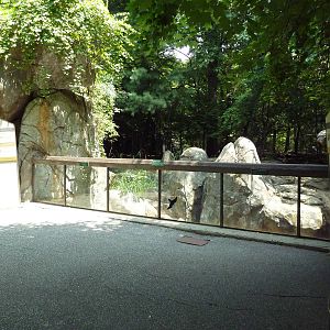 Red Wolf Exhibit - Viewing Area
