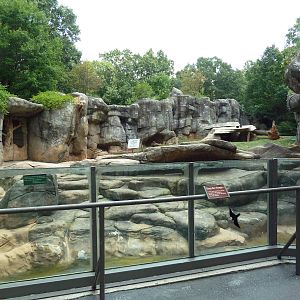 Grizzly Bear Exhibit