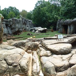Grizzly Bear Exhibit