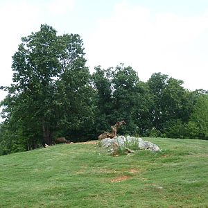 11-Acre Bison/Elk Exhibit