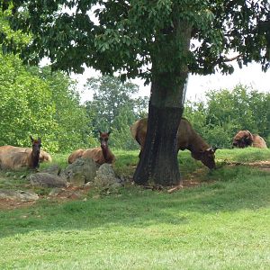11-Acre Bison/Elk Exhibit