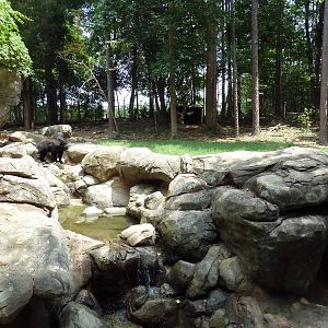 Black Bear Exhibit