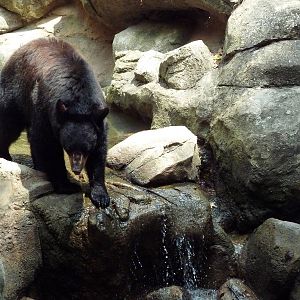 Black Bear