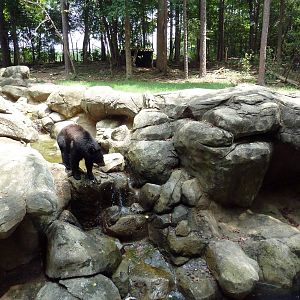 Black Bear Exhibit