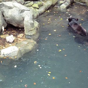 Swimming Black Bear