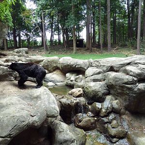 Black Bear Exhibit