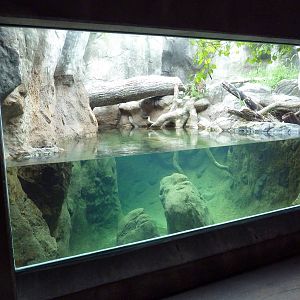 River Otter Exhibit