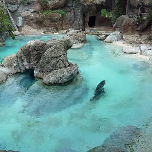 California Sea Lion/Harbour Seal Exhibit