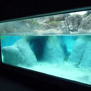 California Sea Lion/Harbour Seal Exhibit
