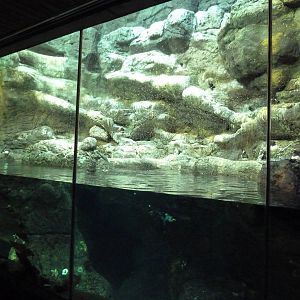 Horned Puffin/Thick-Billed Murre/Parakeet Auklet Exhibit