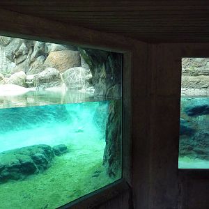 Polar Bear Exhibit
