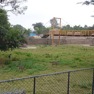 White-tailed Deer enclosure