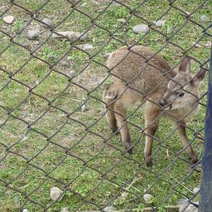 White-tailed Deer fawn