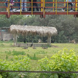 Mara and White-tailed Deer