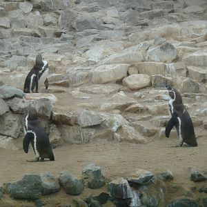 Humboldt Penguins