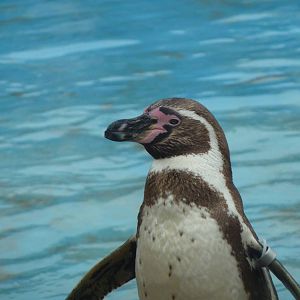 Humboldt Penguin