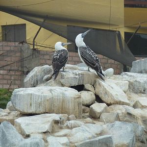 Peruvian boobies
