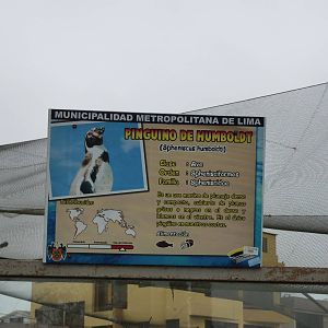 Penguin sign