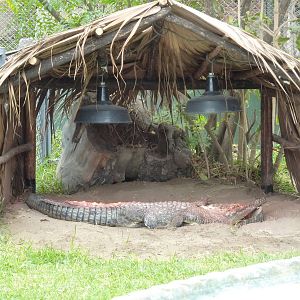 American Crocodile