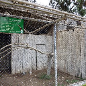 Harris' Hawk aviary