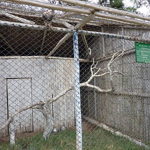 Variable Hawk aviary