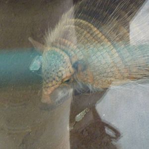 Andean Hairy Armadillo