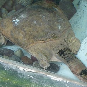 Florida Soft-shelled Turtle